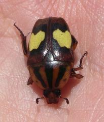 Pedinorrhina trivittata