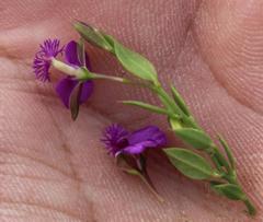 Polygala amatymbica