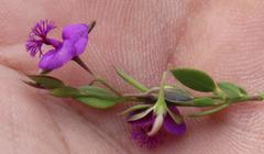 Polygala amatymbica