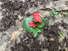 Begonia semperflorens-cultorum