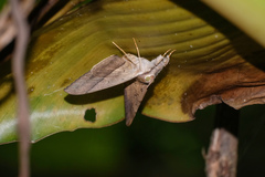 Oxyodes scrobiculata