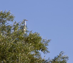 Ardea alba