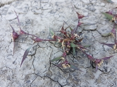 Sporobolus aculeatus