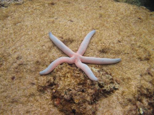 Linckia laevigata