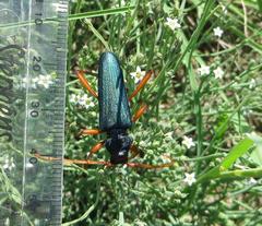 Jonthodina sculptilis