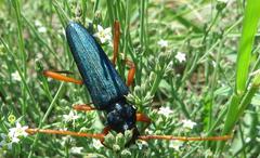 Jonthodina sculptilis