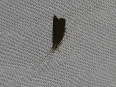 Torodora gemella