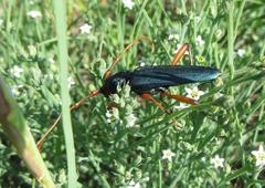 Jonthodina sculptilis