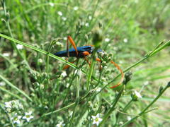 Jonthodina sculptilis