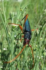 Jonthodina sculptilis