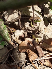 Lacerta agilis