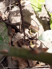 Lacerta agilis