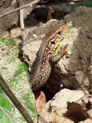Lacerta agilis