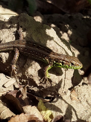Lacerta agilis