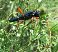 Jonthodina sculptilis