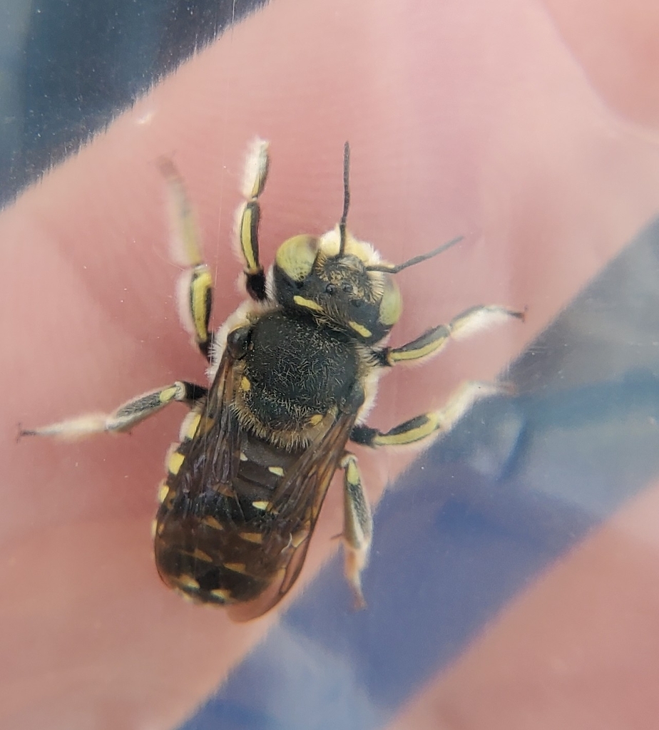 Spot-fronted Wool-carder Bee