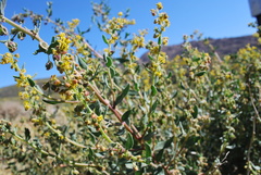Tetragonia spicata