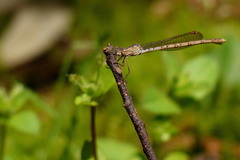 Indolestes peregrinus