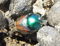 Proagoderus lanista