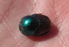 Proagoderus lanista