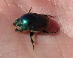 Proagoderus lanista