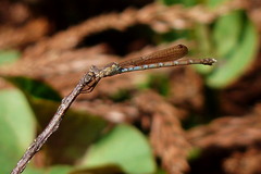 Indolestes peregrinus