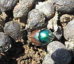 Proagoderus lanista