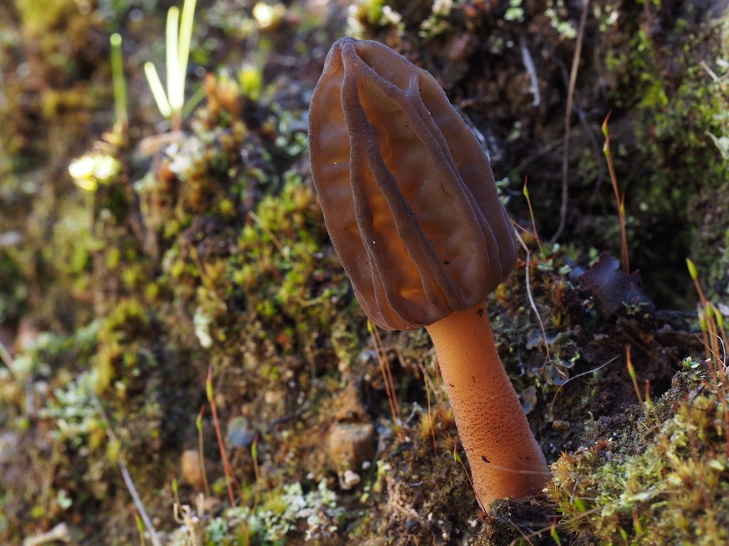 Morchella tasmanica