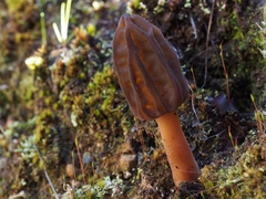 Morchella tasmanica