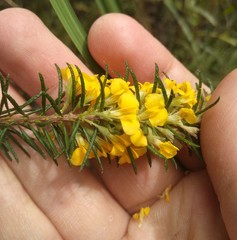Dillwynia elegans