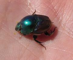 Proagoderus lanista