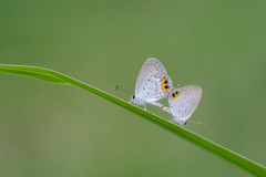 Everes lacturnus