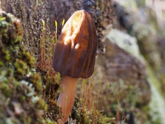 Morchella tasmanica