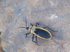 Ectrichodia crux