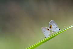 Everes lacturnus