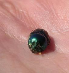 Proagoderus lanista
