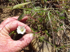 Monsonia