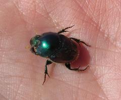 Proagoderus lanista