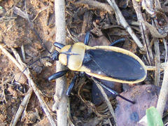 Ectrichodia crux
