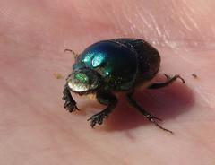 Proagoderus lanista