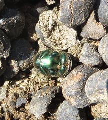 Proagoderus lanista