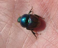 Proagoderus lanista
