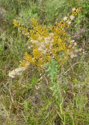 Solidago odora image