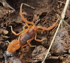 Parabuthus planicauda