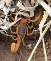 Parabuthus planicauda