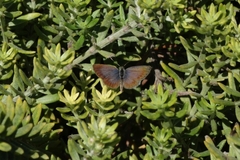 Zizeeria knysna