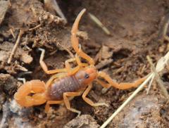 Parabuthus planicauda