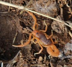 Parabuthus planicauda