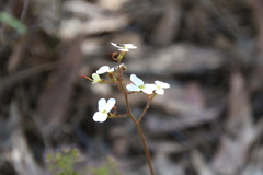 Stylidium hispidum