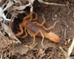 Parabuthus planicauda